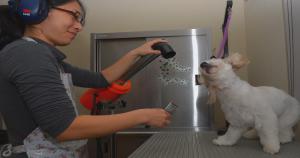 Image illustrating QR Codes For Pet Care Business